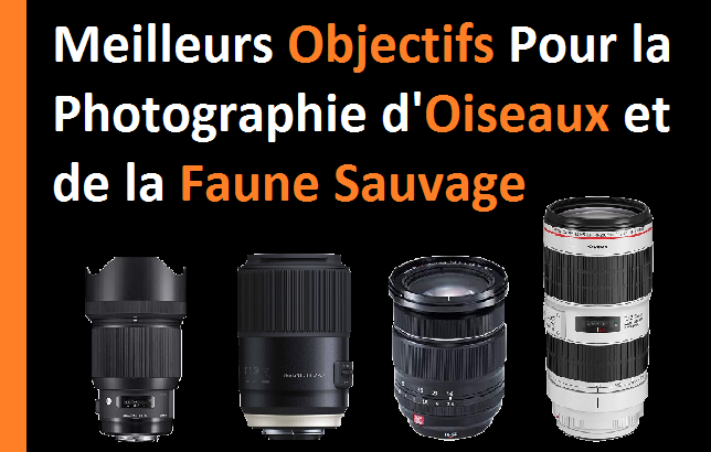 meilleurs objectifs pour la photographie d'oiseaux et de la faune sauvage